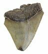 Partial, Fossil Megalodon Tooth #89049-1
